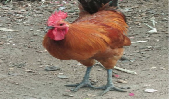 沈陽墓園說說引魂雞的方法 沈陽墓園說說引魂雞的方法