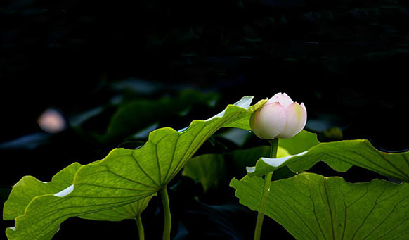 沈陽(yáng)墓園實(shí)景 沈陽(yáng)墓園實(shí)景