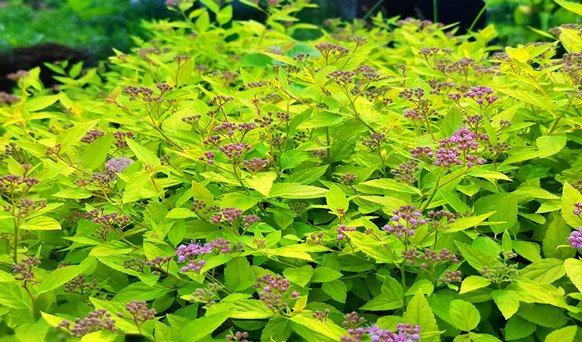 沈陽墓地實景 沈陽墓地實景