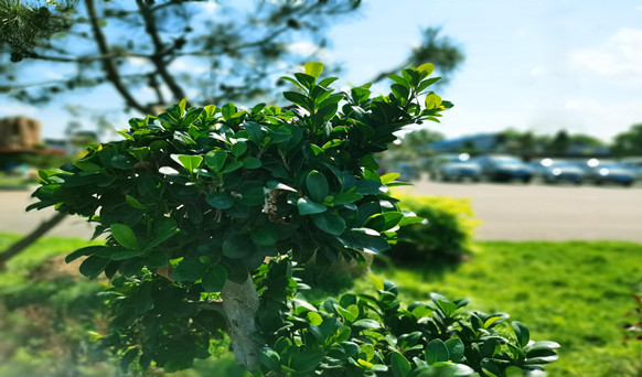 沈陽(yáng)墓地實(shí)景 沈陽(yáng)墓地實(shí)景