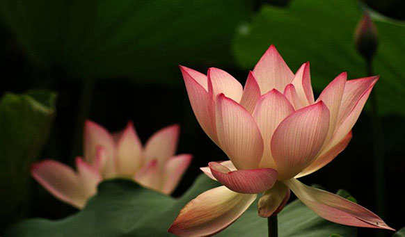 沈陽(yáng)墓園實(shí)景 沈陽(yáng)墓園實(shí)景