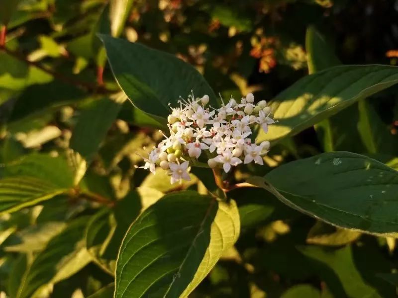 國外去世遺體回國每個(gè)國家審批程序