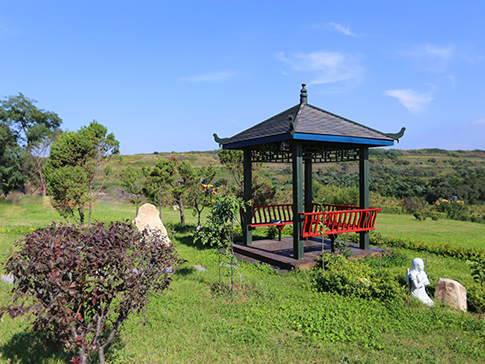 墓位旁樹(shù)木怎么選擇