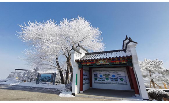 墓園中都有什么綠植是比較好的