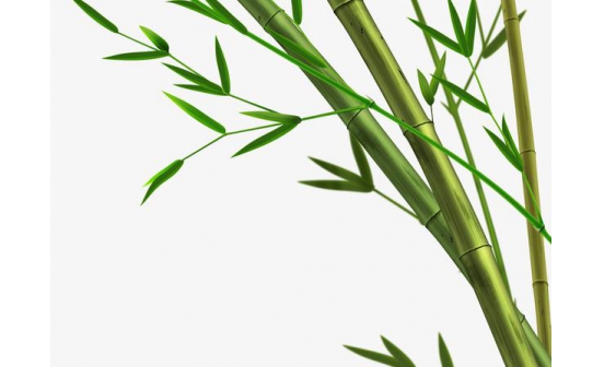 古人愛竹的原因