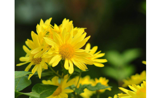 清明什么時間掃墓比較合適