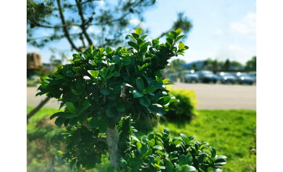 沈陽墓園實景圖